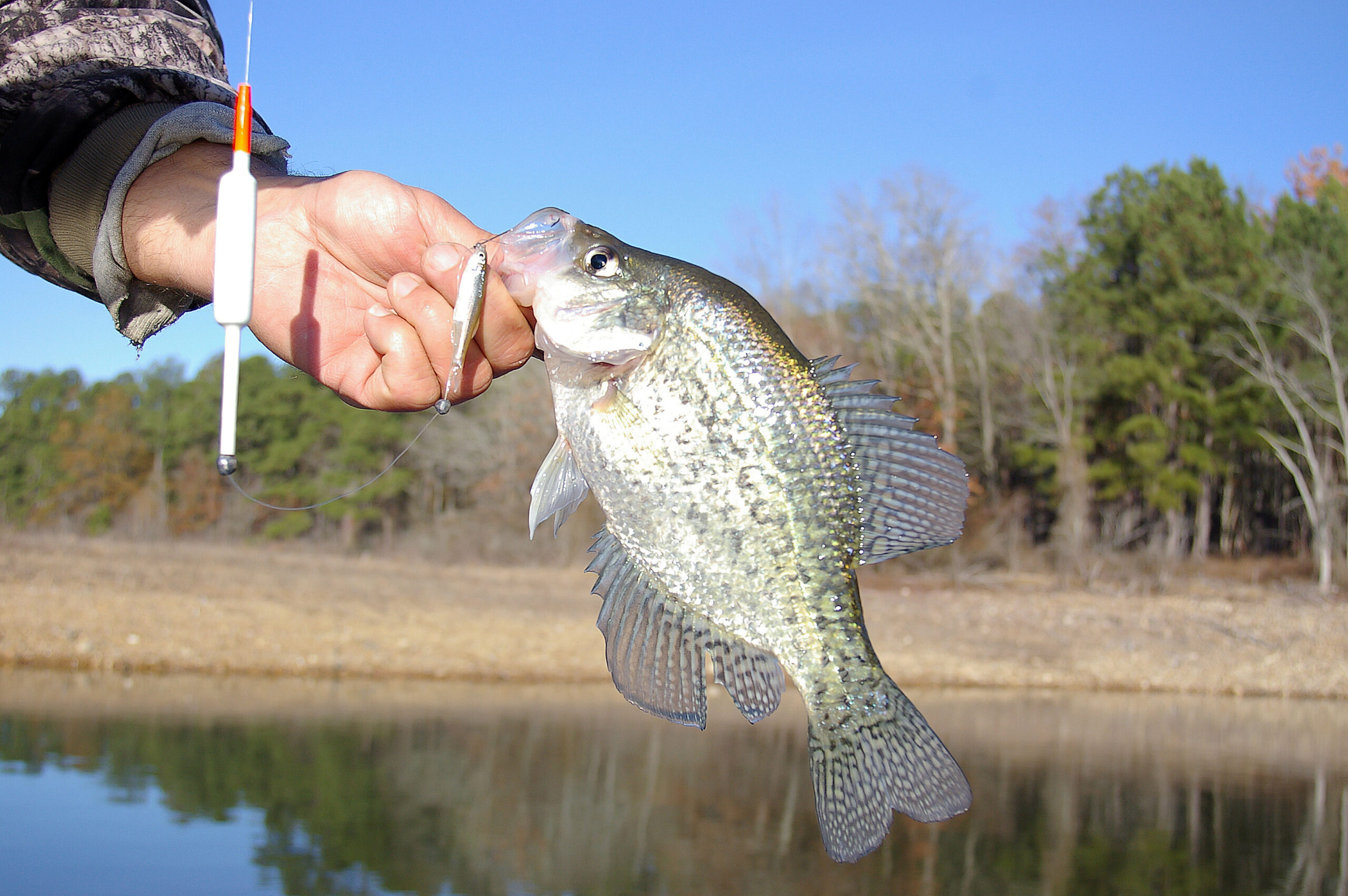 Crappie 120