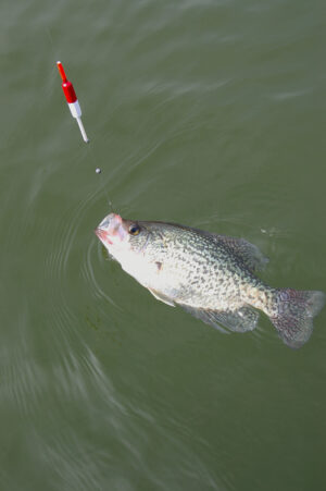 Crappie 121