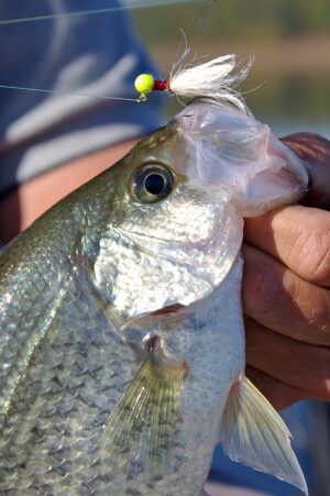 Crappie 123