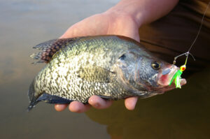 Crappie 126