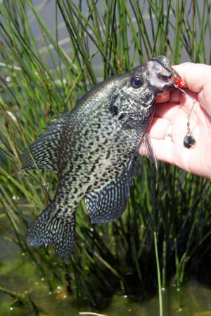 Crappie 127