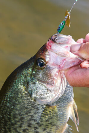 Crappie 129