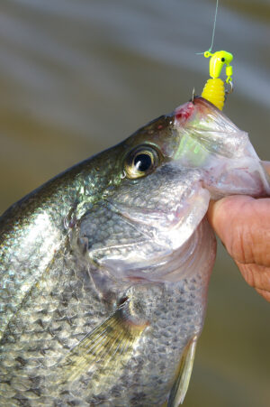 Crappie 130