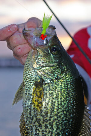 Crappie 131