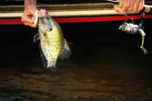 Crappie 133