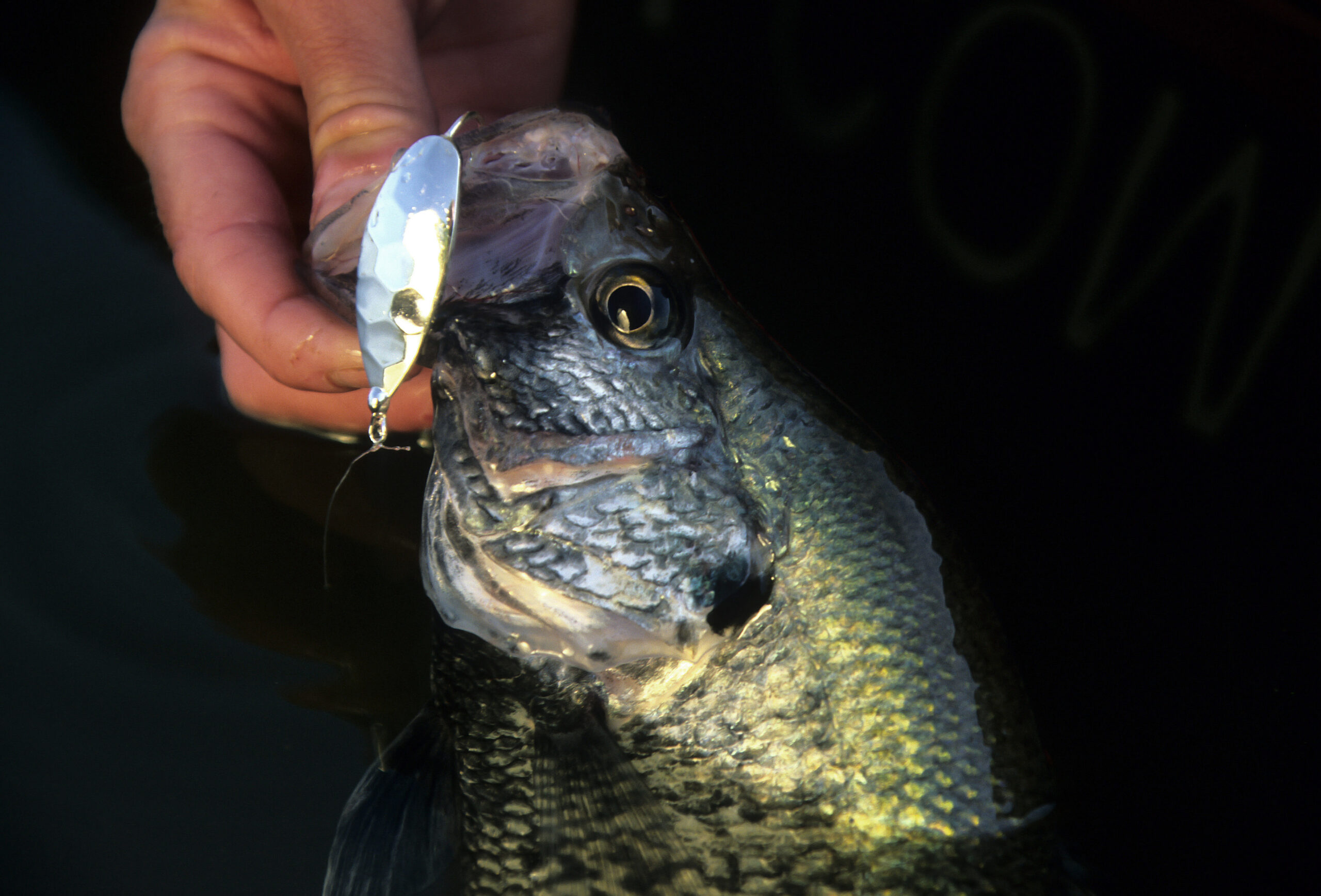 Crappie 134