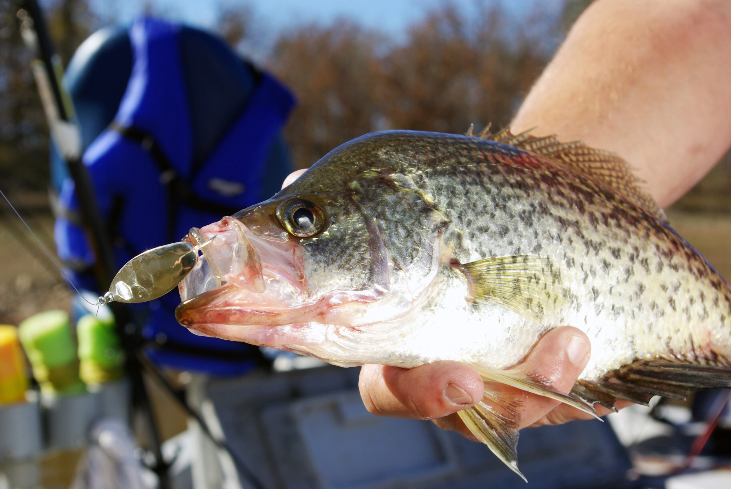 Crappie 135