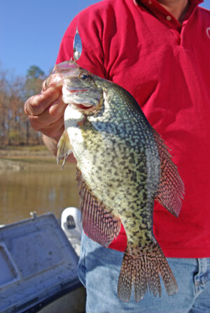 Crappie 136