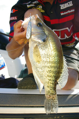 Crappie 137