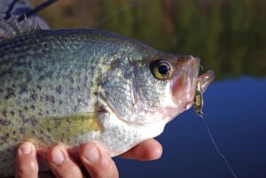 Crappie 138