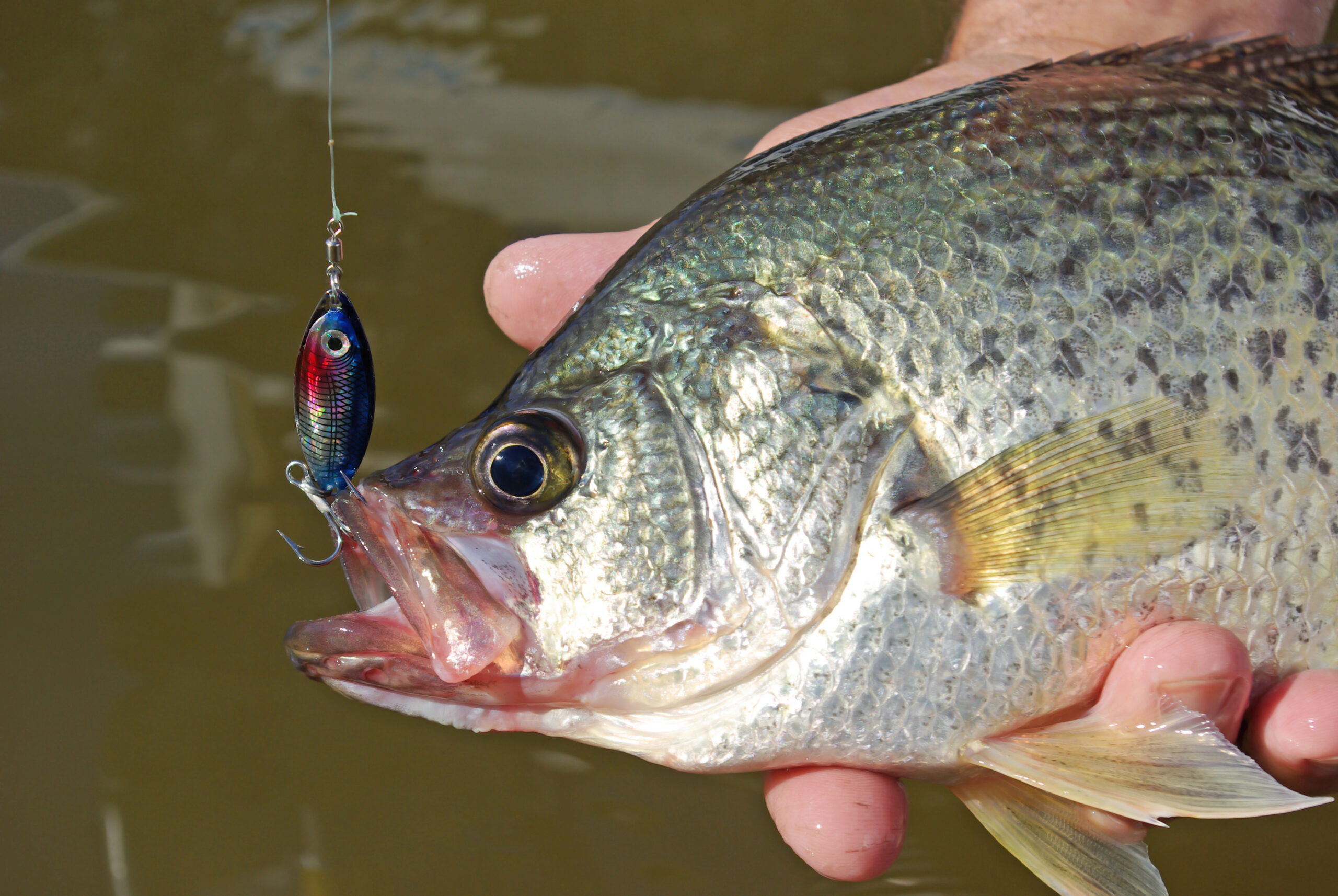 Crappie 139