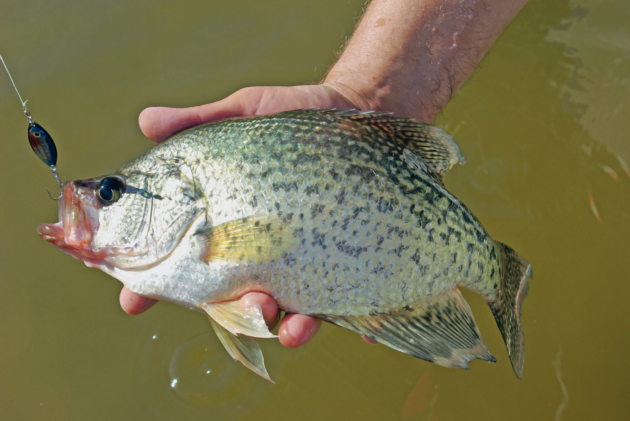 Crappie 140