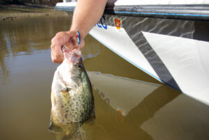 Crappie 141