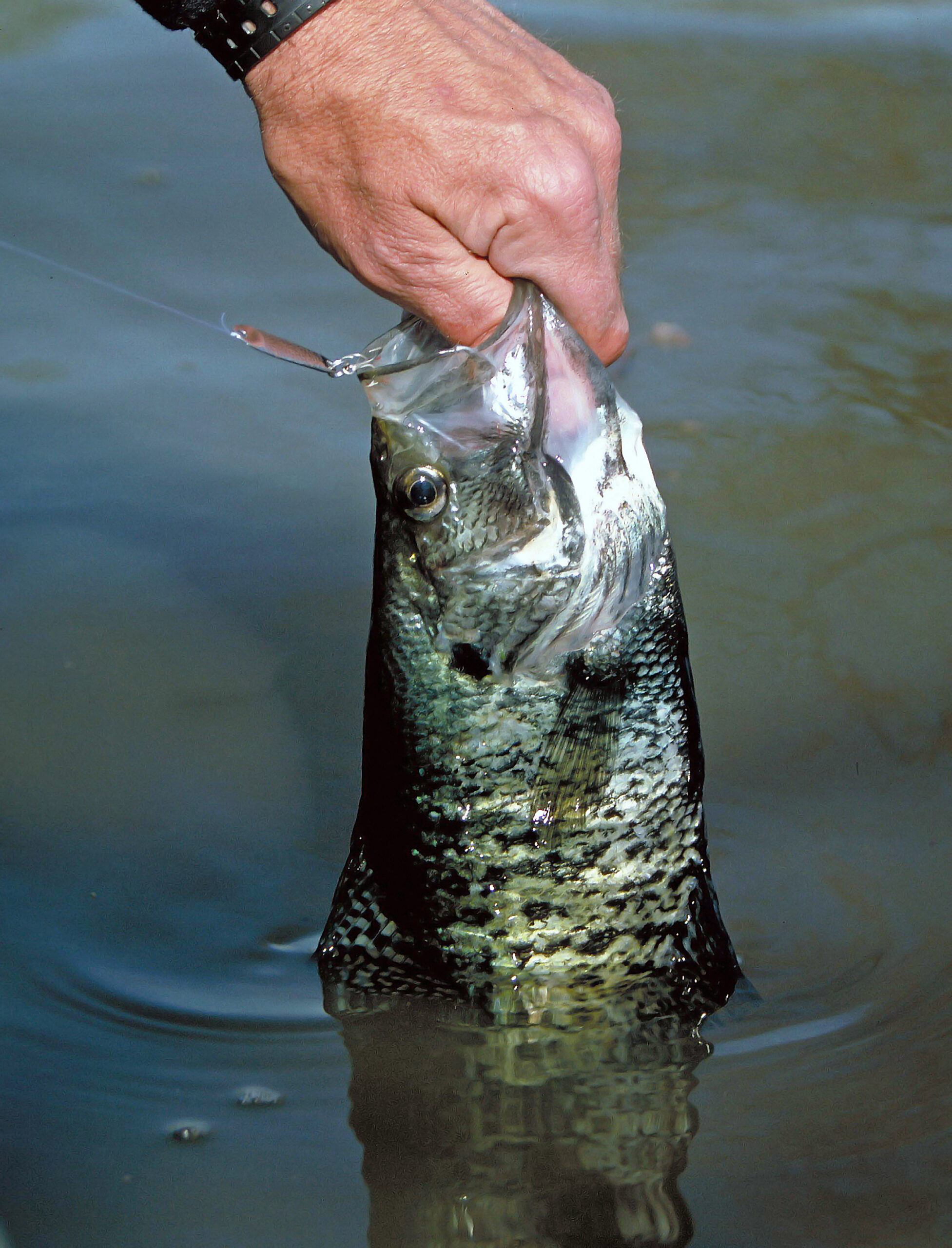 Crappie 142