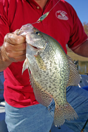 Crappie 143