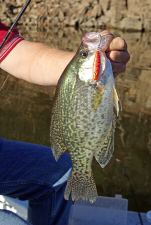 Crappie 144