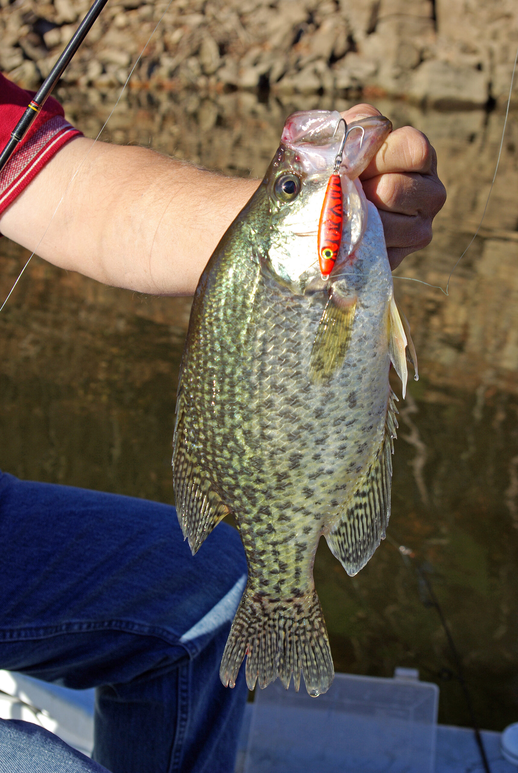 Crappie 144