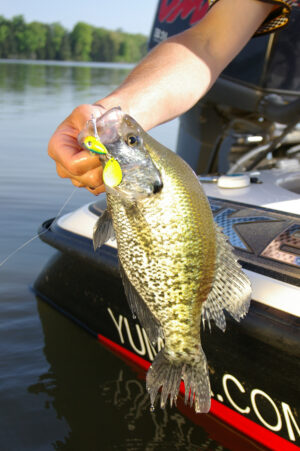 Crappie 149