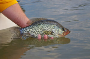 Crappie 151