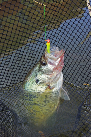 Crappie 197