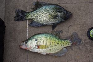 Crappie 198