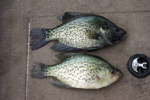 Crappie 199