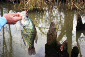 Crappie 200