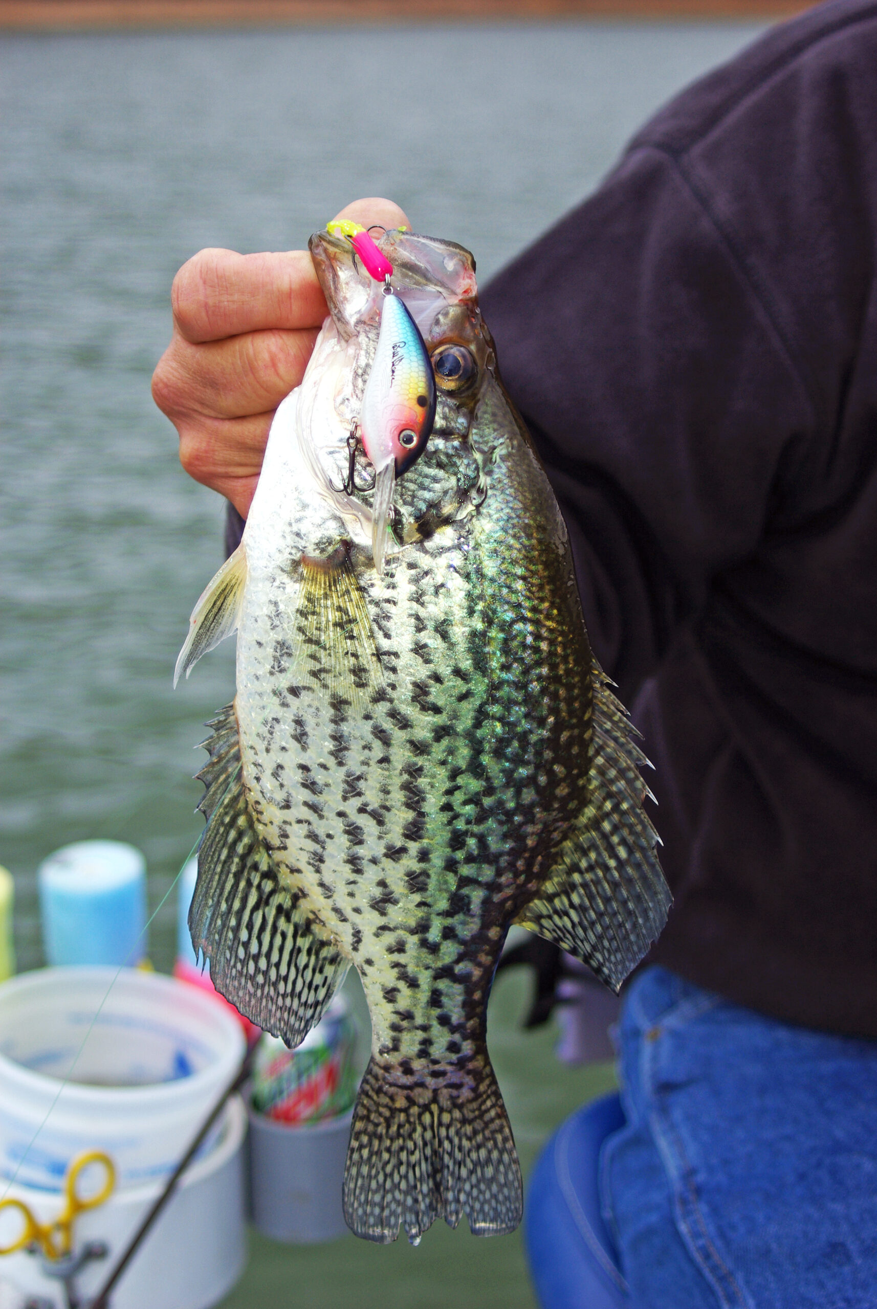 Crappie 202