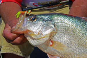 Crappie 205