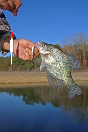 Crappie 206