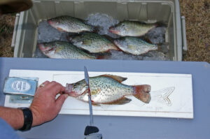 Crappie 209