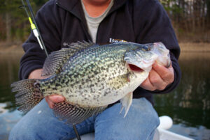 Crappie 210