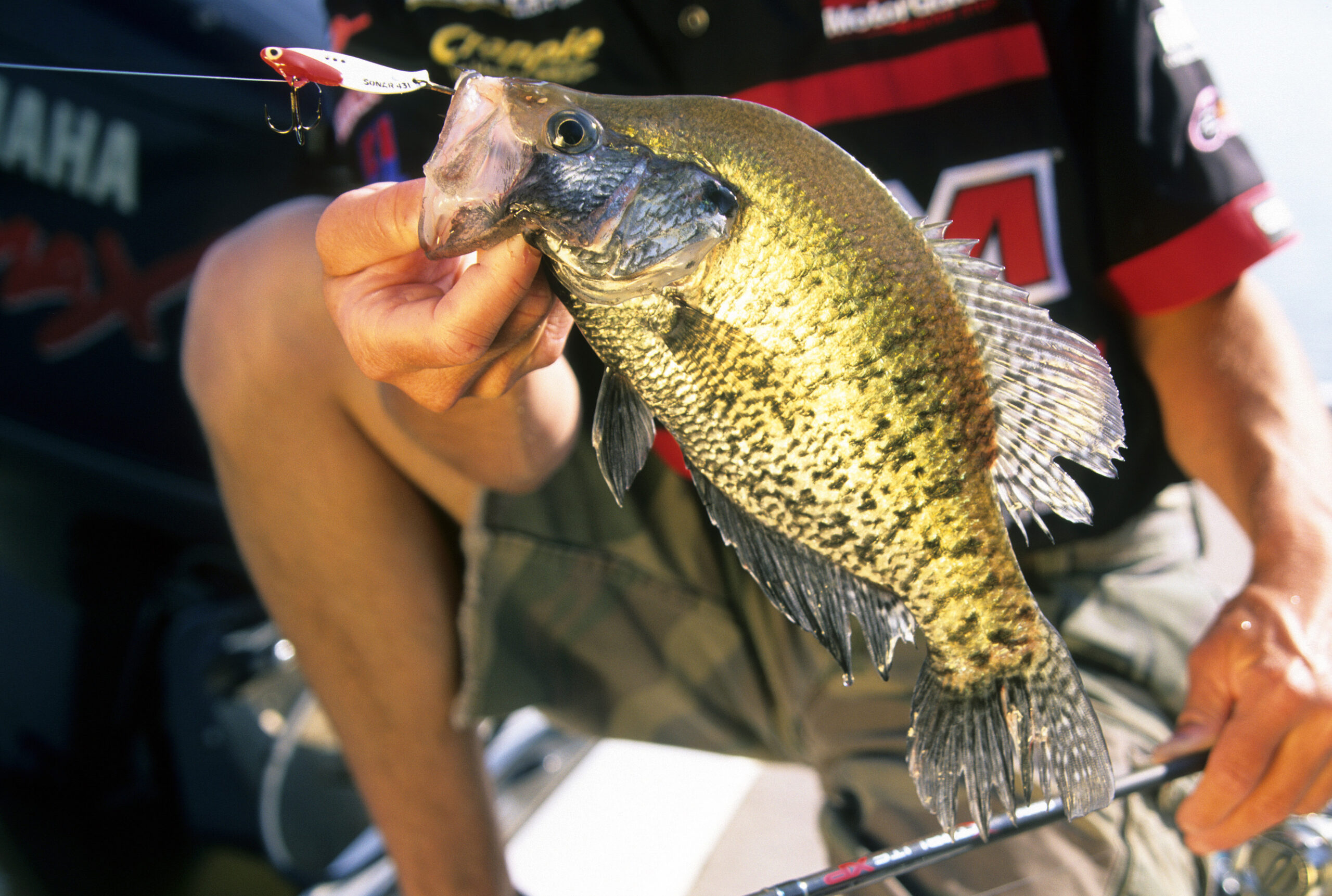 Crappie 215