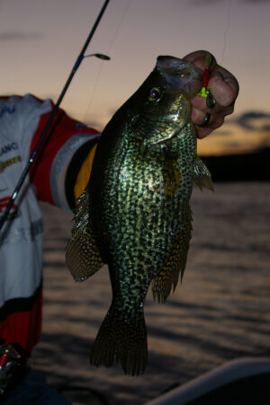 Crappie 220