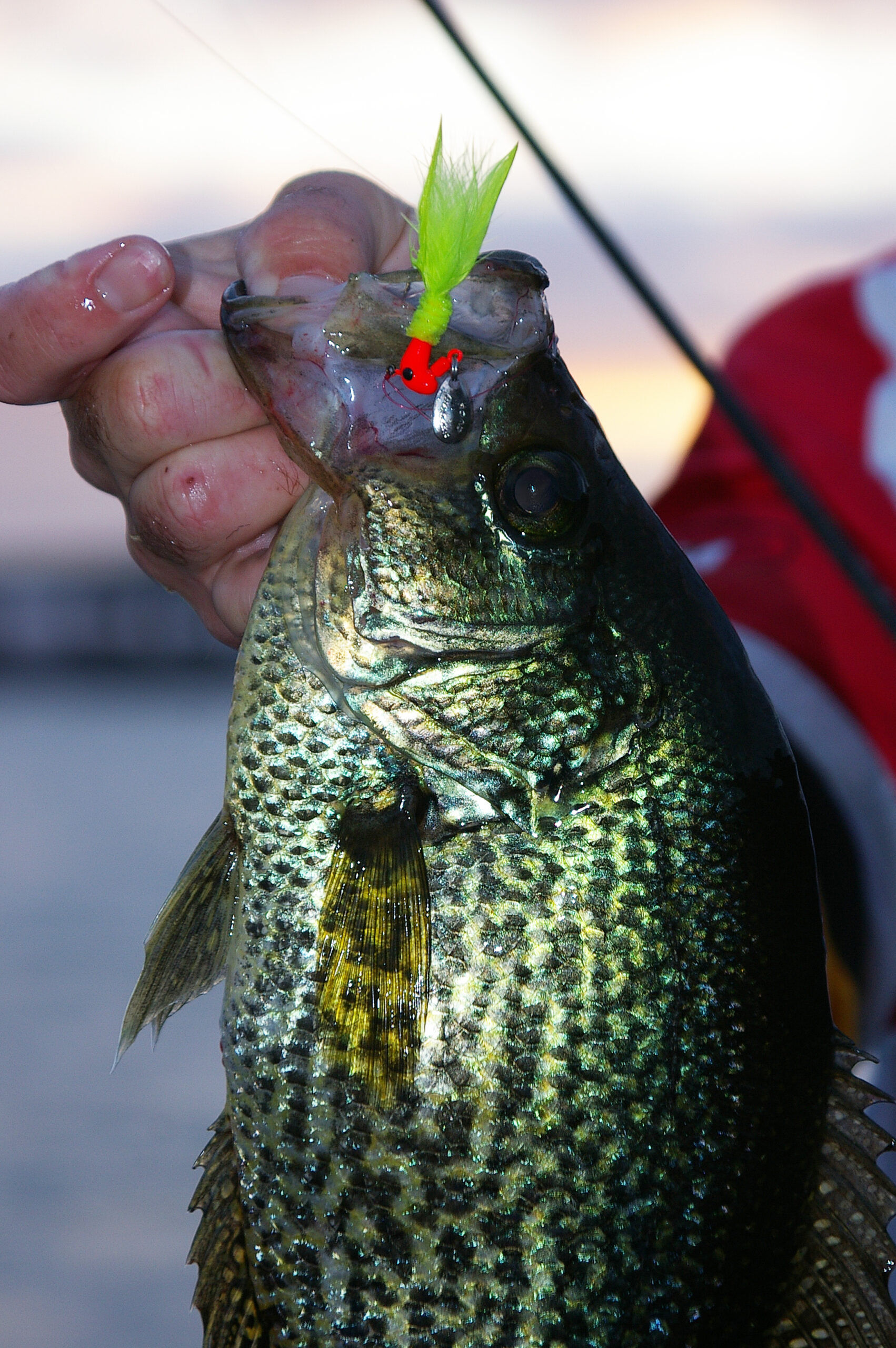 Crappie 221