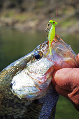 Crappie 223