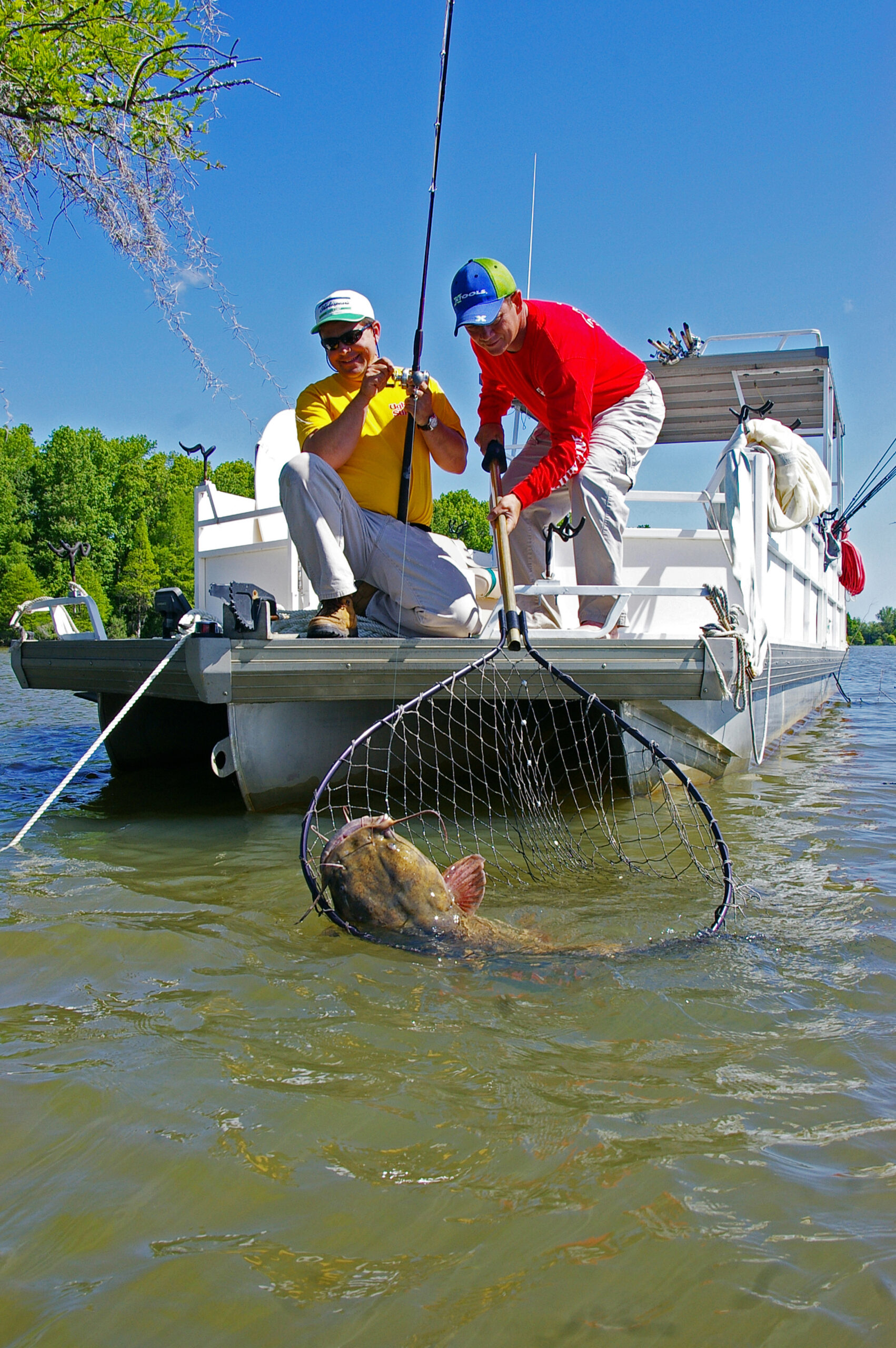 Flathead Catfish 001