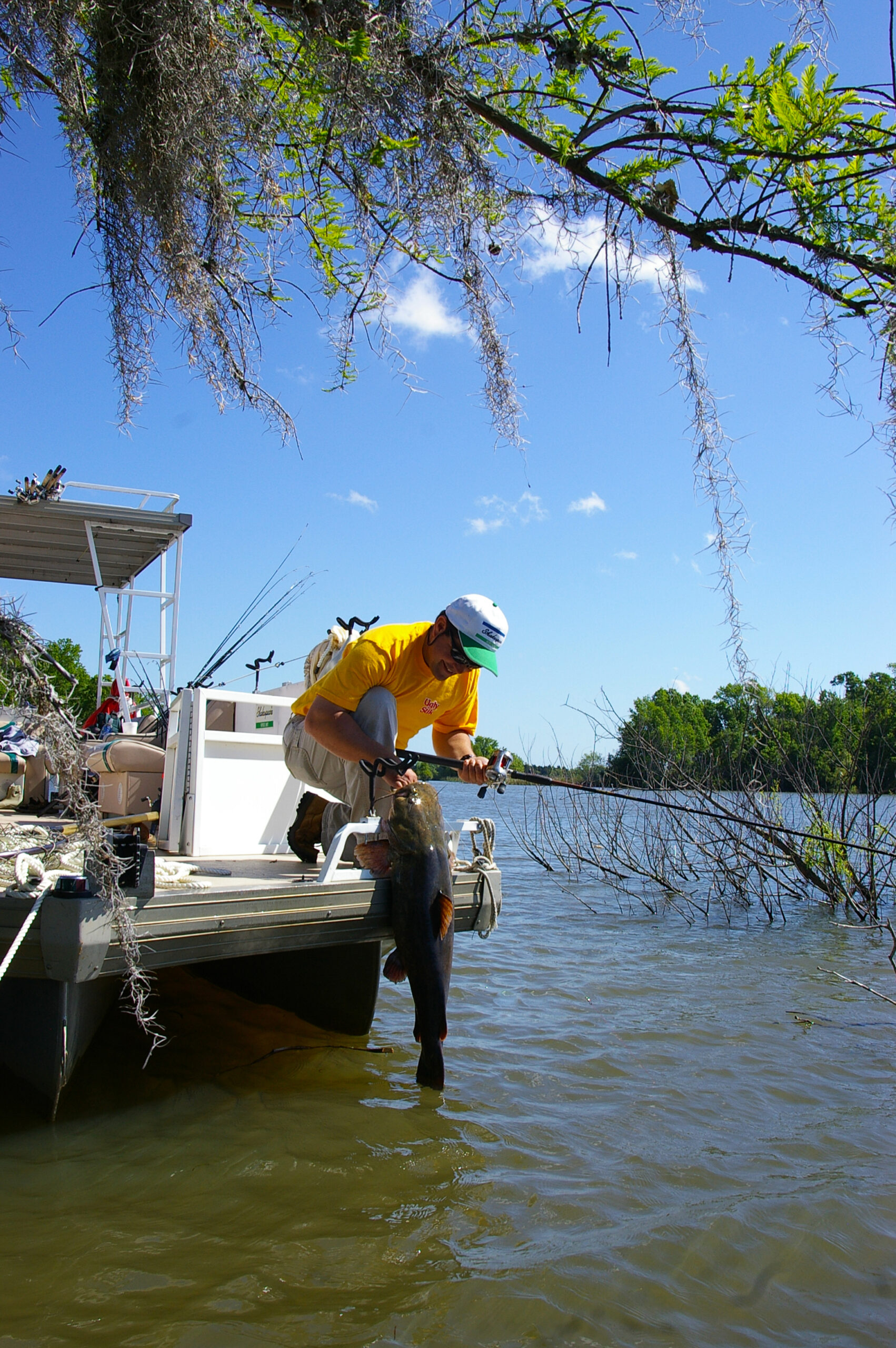 Flathead Catfish 004