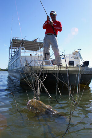 Flathead Catfish 006