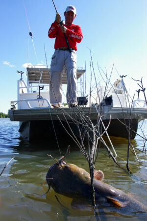 Flathead Catfish 007