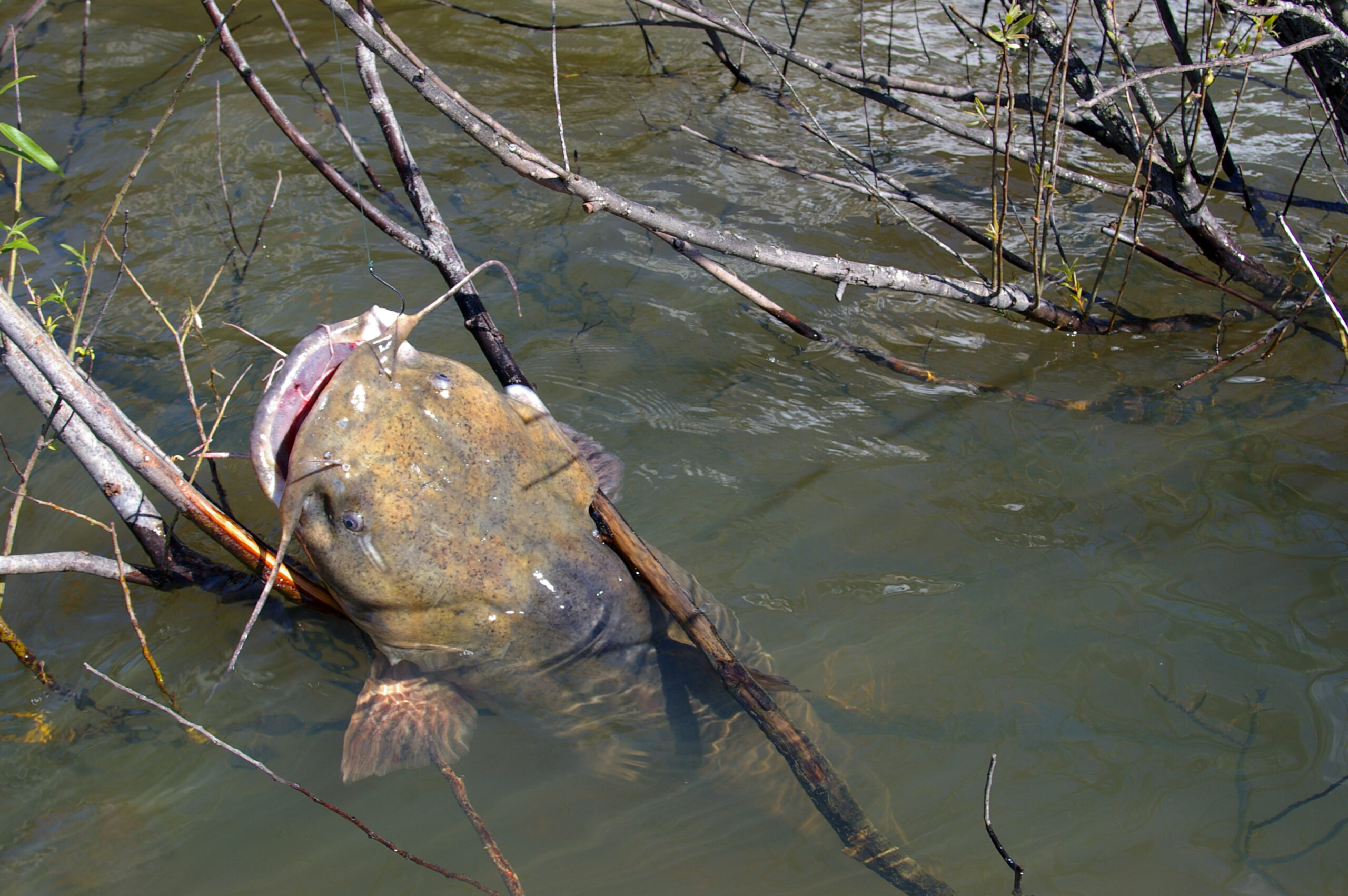 Flathead Catfish 008