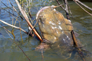 Flathead Catfish 009