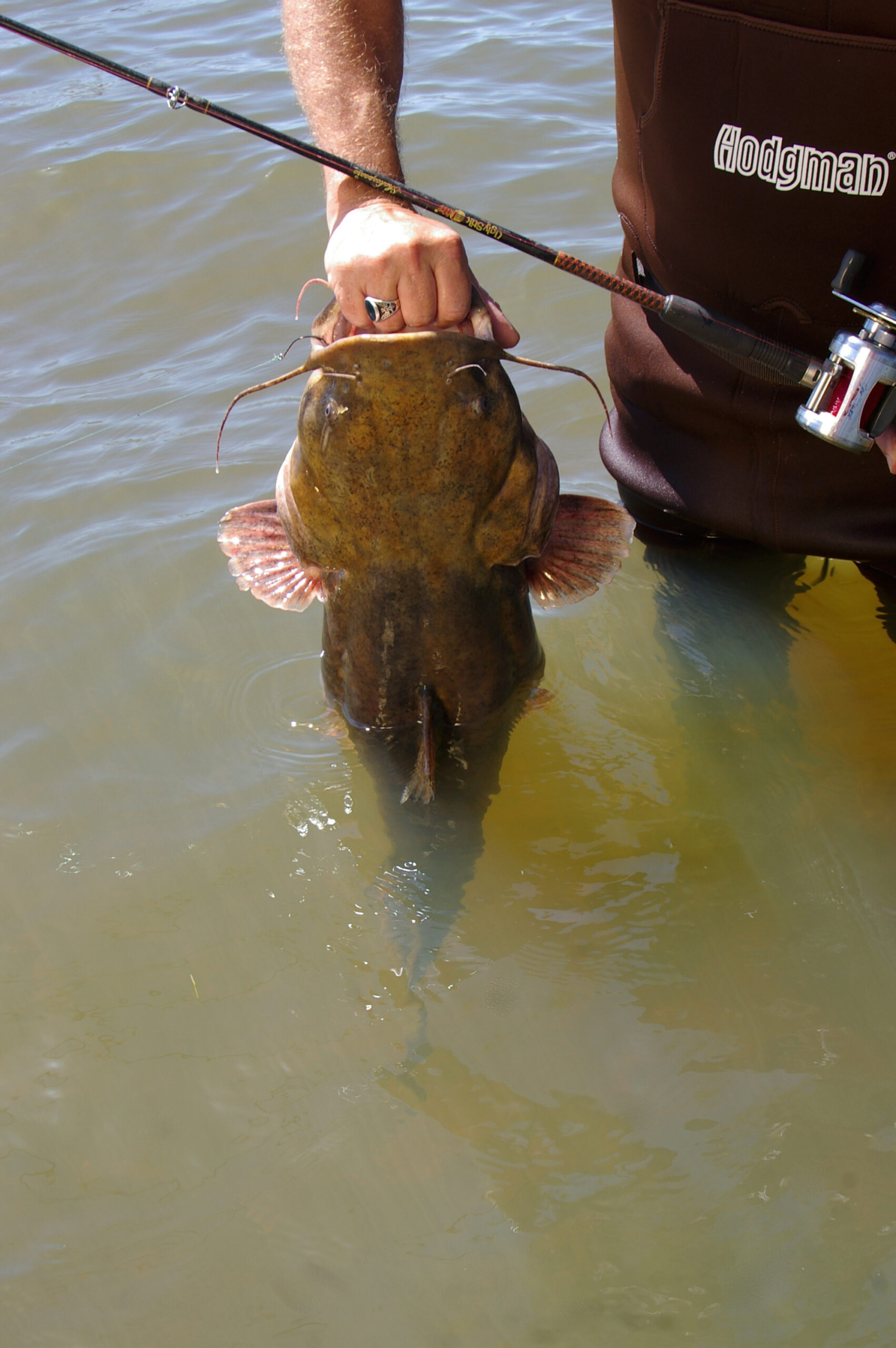 Flathead Catfish 012