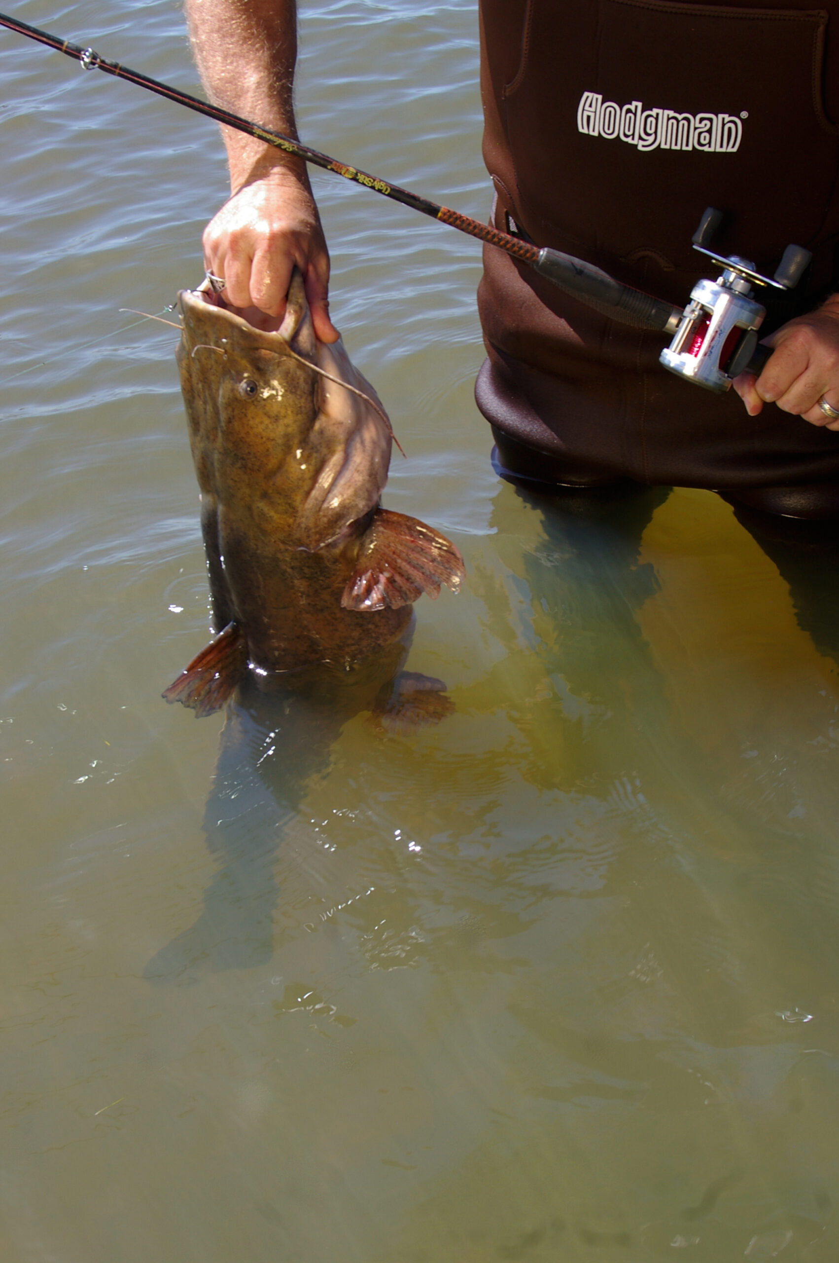 Flathead Catfish 013