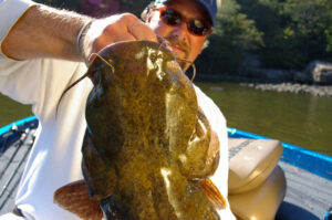 Flathead Catfish 029