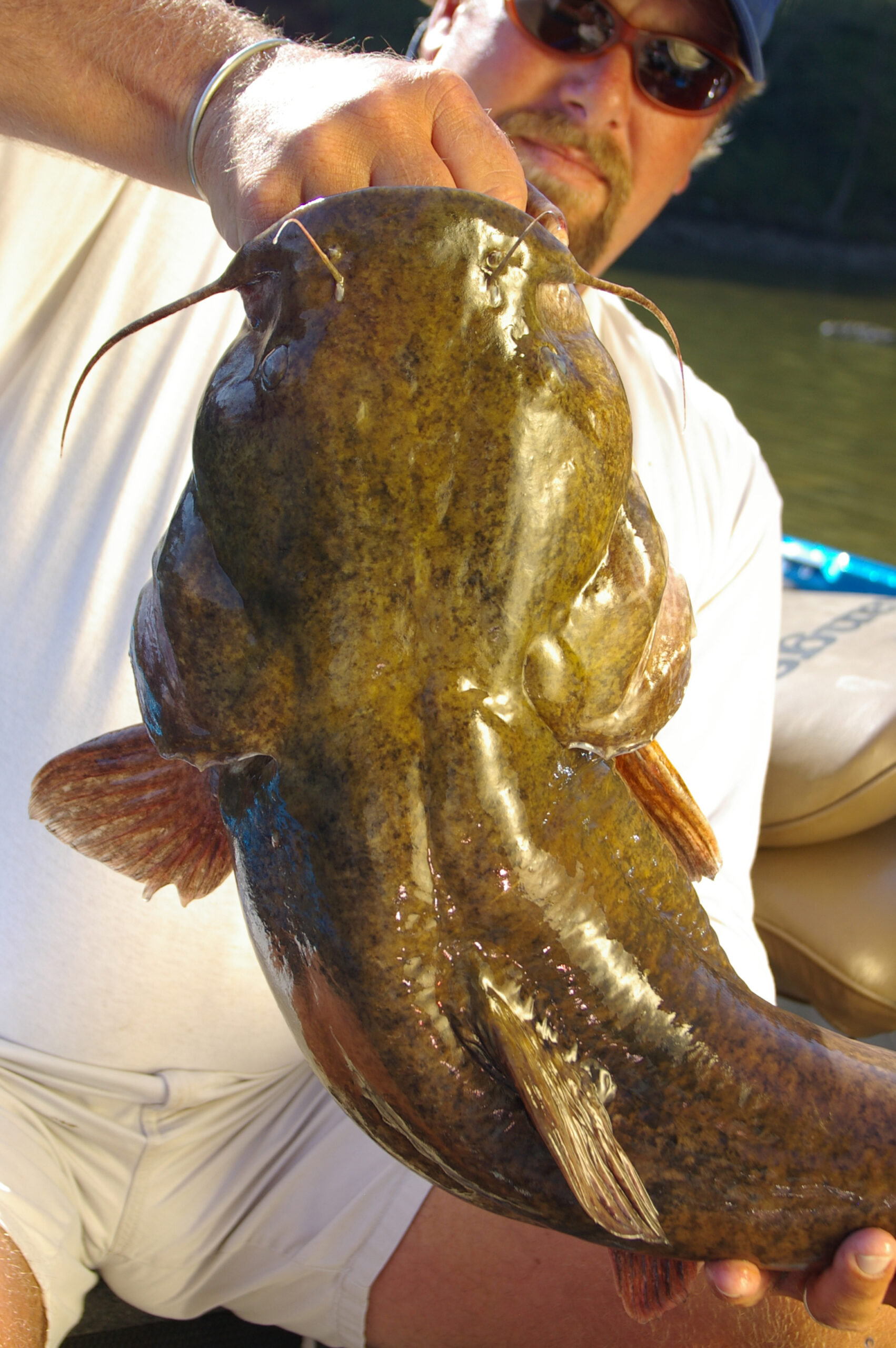 Flathead Catfish 030