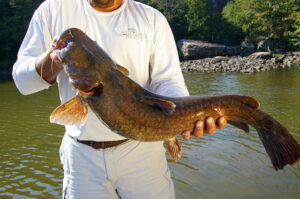 Flathead Catfish 032