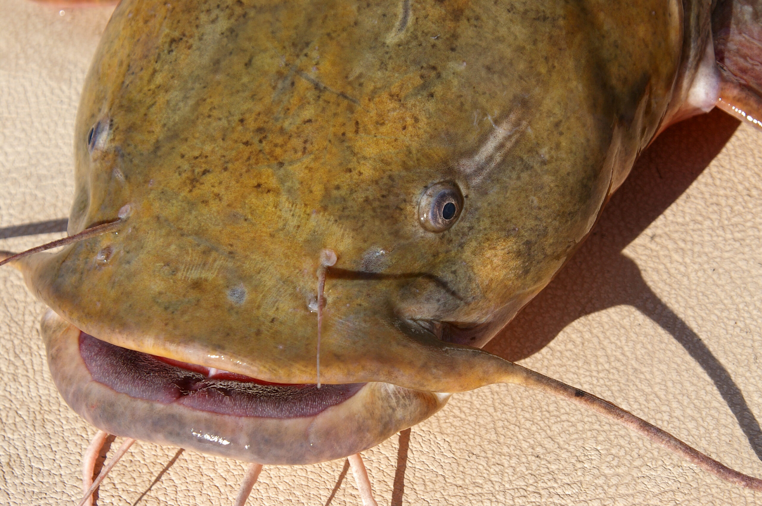 Flathead Catfish 033