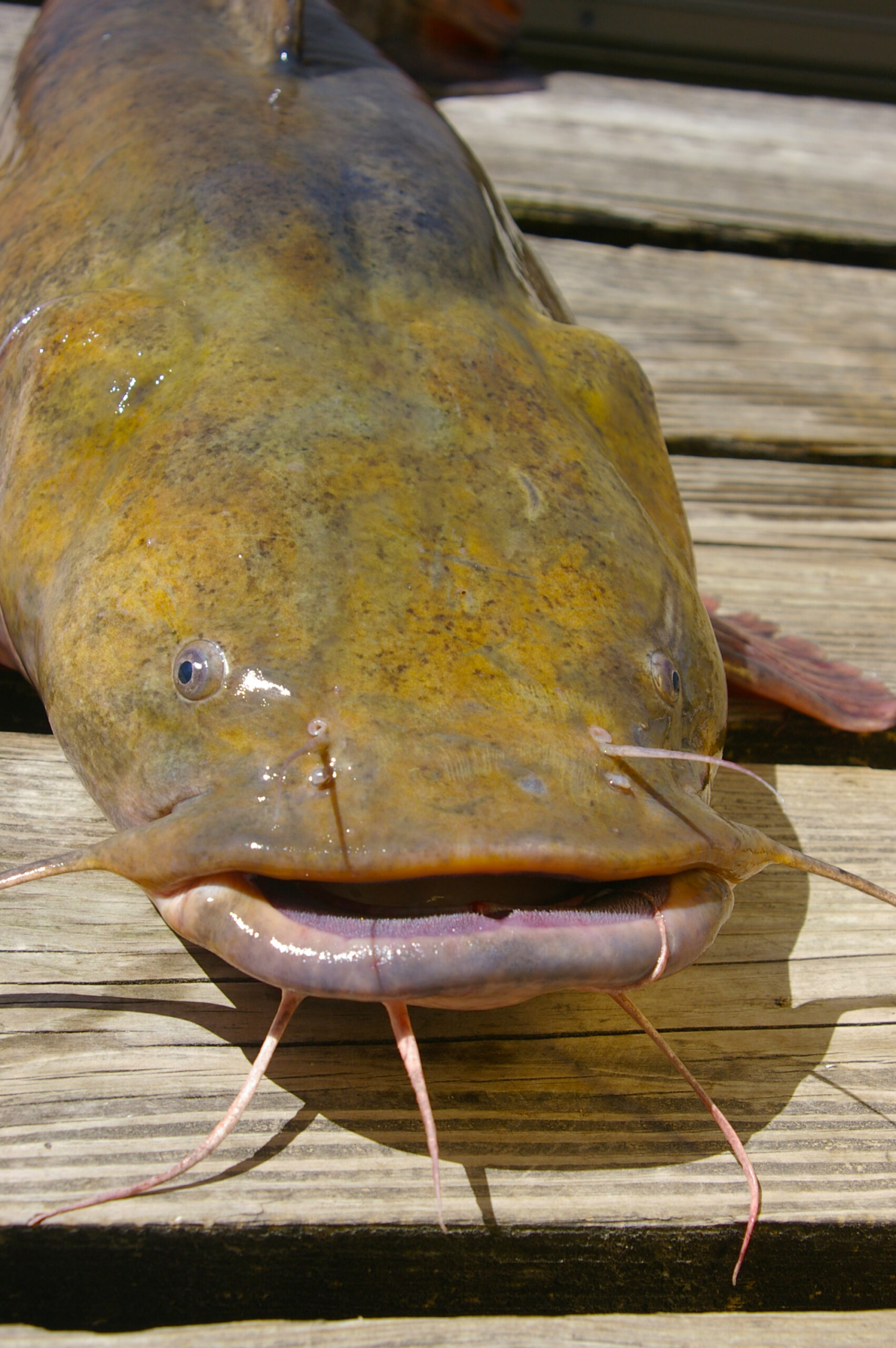 Flathead Catfish 034