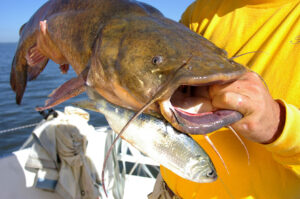 Flathead Catfish 035